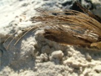 /album/nesian-photography/nesian-picture-10-copy-jpg/